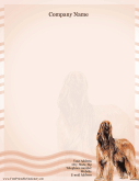Afghan Hound